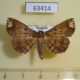 63414p Noctuidae Adrapsa sp. quadrilinealis Vietnam $7