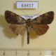 63417p Noctuidae Labanda sp. fasciata Vietnam $5