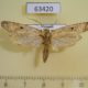63420p Moth sp. Vietnam $8