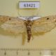63421p Moth sp. Vietnam $8
