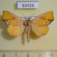 63426p Noctuidae Hyperlopha flavipenis Vietnam $9