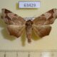 63429p Noctuidae Thyrostipa sp. Vietnam $9