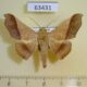63431p Noctuidae Chilkasa falcata Vietnam $9