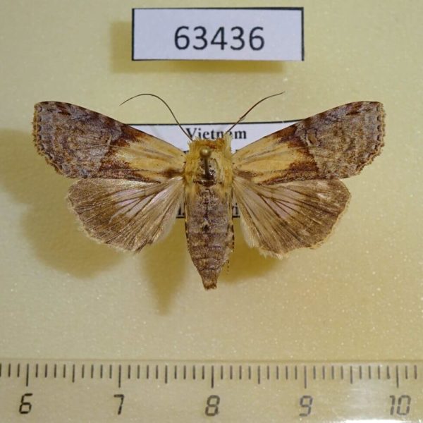 Euteliidae Stictoptera signifera Vietnam