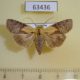63436p Euteliidae Stictoptera signifera Vietnam $6