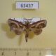 63437p Euteliidae Paectes cristatrix Vietnam $6