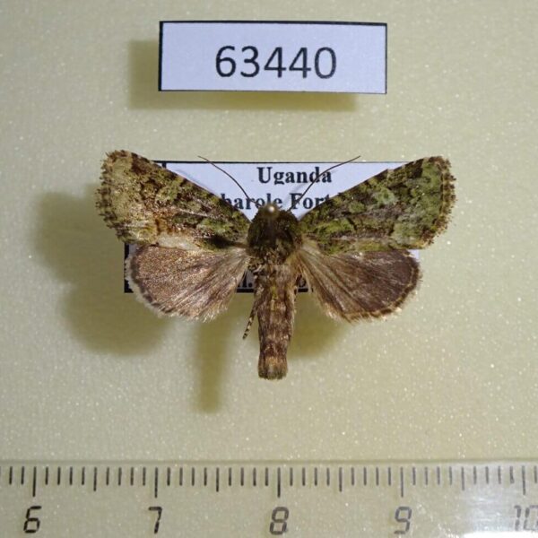 Noctuidae Eumichtis rubrimixta Uganda
