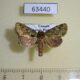 63440p Noctuidae Eumichtis rubrimixta Uganda $7