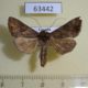 63442p Noctuidae Thysanoplusia spoliata Uganda $6