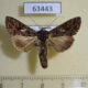 63443p Noctuidae Ctenoplusia limbirena Uganda $6