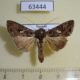63444p Noctuidae Ctenoplusia limbirena Uganda $6