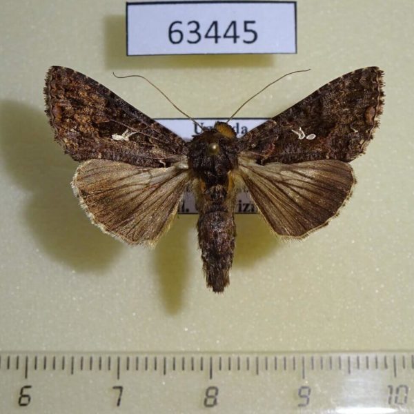 Noctuidae Ctenoplusia limbirena Uganda