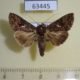 63445p Noctuidae Ctenoplusia limbirena Uganda $6