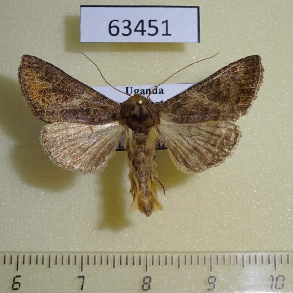 Noctuidae Thysanoplusia spoliata Uganda