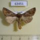 63451p Noctuidae Thysanoplusia spoliata Uganda $10