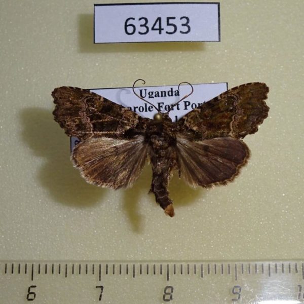 Noctuidae sp. Uganda