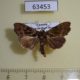 63453p Noctuidae sp. Uganda $7