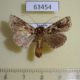 63454p Noctuidae Ctenoplusia sp. rhodographa Uganda $5