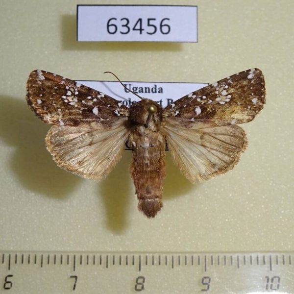Noctuidae Feliniopsis africana Uganda