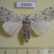 63460p Lymantridae Griveaudyria sp. ila f Uganda $10