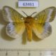 63461p Lasiocampidae Lechriolepis sp. nigrivenis Uganda $20