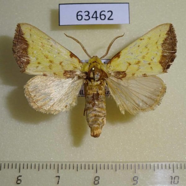 Noctuidae Paralophata ansorgei Uganda