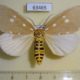 63465p Noctuidae Tinolius hypsana Vietnam $10