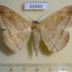 63469p Noctuidae Hulodes drylla Vietnam $9