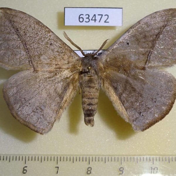 Eupterotidae Ganisa kuangtungensis Vietnam