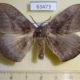 63473p Eupterotidae Ganisa similis Vietnam $8
