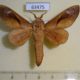 63475p Lasiocampidae Paralebeda lucifuga Vietnam $7