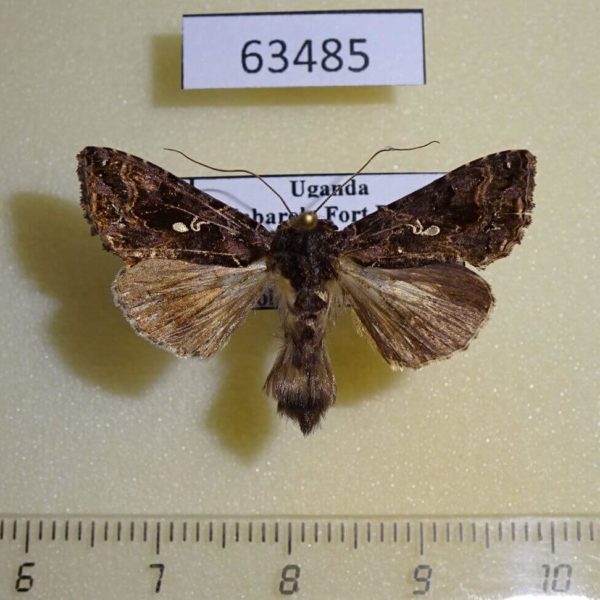 Noctuidae Ctenoplusia perispomena Uganda