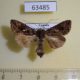 63485p Noctuidae Ctenoplusia perispomena Uganda $9