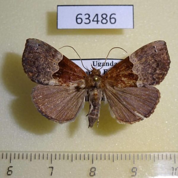 Noctuidae Hypena sp. Uganda