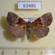 63486p Noctuidae Hypena sp. Uganda $6