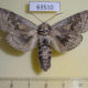 63510p Cossidae Cryptoholcocerus mongolicus Kazakhstan $12