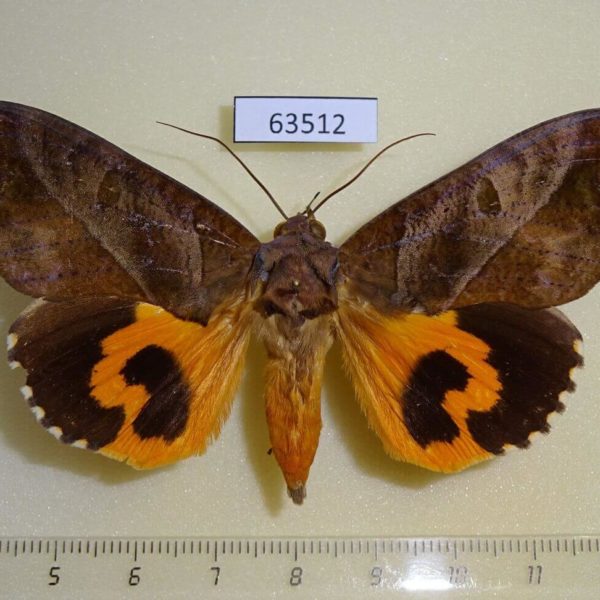 Noctuidae Eudocima phalonia Vietnam