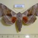 63518p Sphingidae Laothoe populi Kazakhstan $6