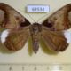 63534p Noctuidae Achaea indicabilis Uganda $18