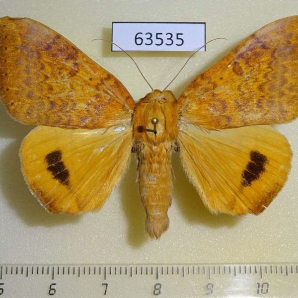Noctuidae Achaea klugii Uganda