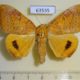 63535p Noctuidae Achaea klugii Uganda $18