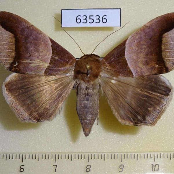 Noctuidae Achaea echo f Uganda