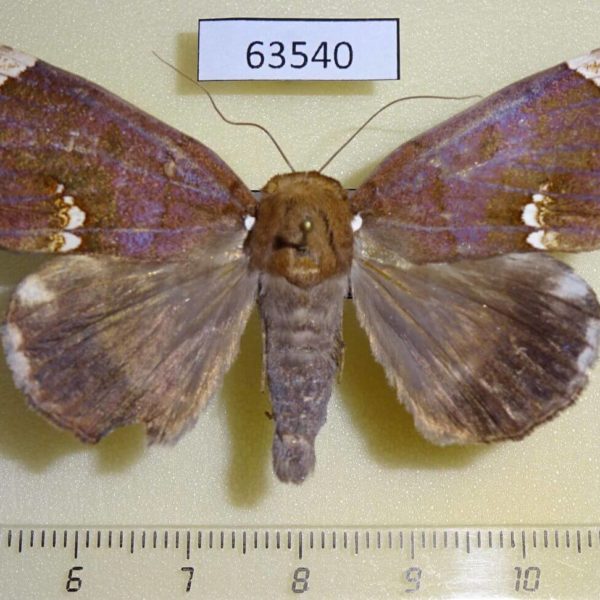 Noctuidae Achaea albilimba Uganda