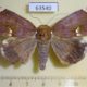 63540p Noctuidae Achaea albilimba Uganda $12