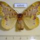63543p Lasiocampidae Lechriolepis sp. nigrivenis f Uganda $50