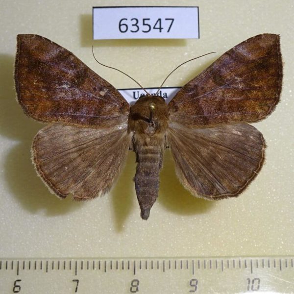 Noctuidae Achaea sp. Uganda