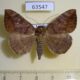63547p Noctuidae Achaea sp. Uganda $18