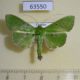 63550p Pyralidae Parotis sp. Uganda $8