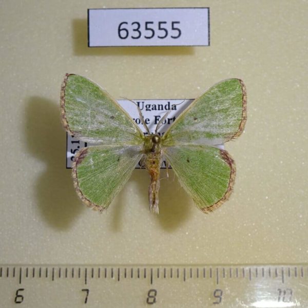 Geometridae Comibaena esmeralda Uganda
