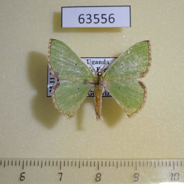Geometridae Comibaena esmeralda Uganda